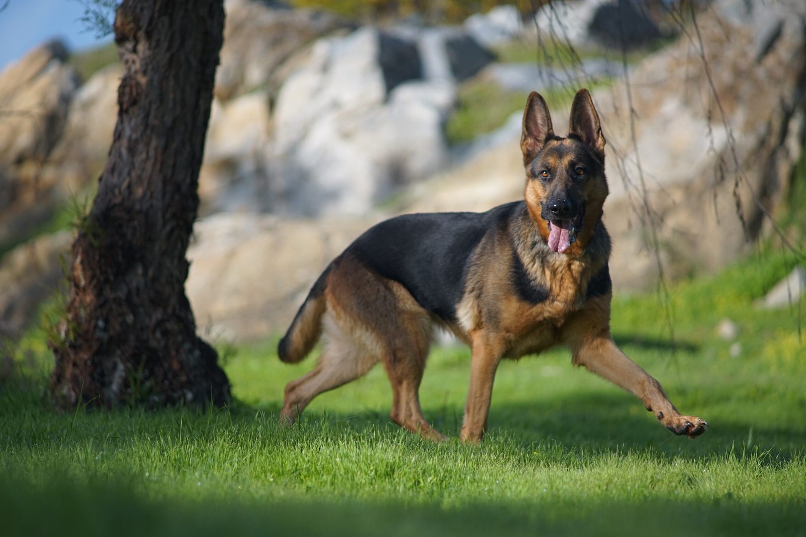 German Shepherd walking on grass