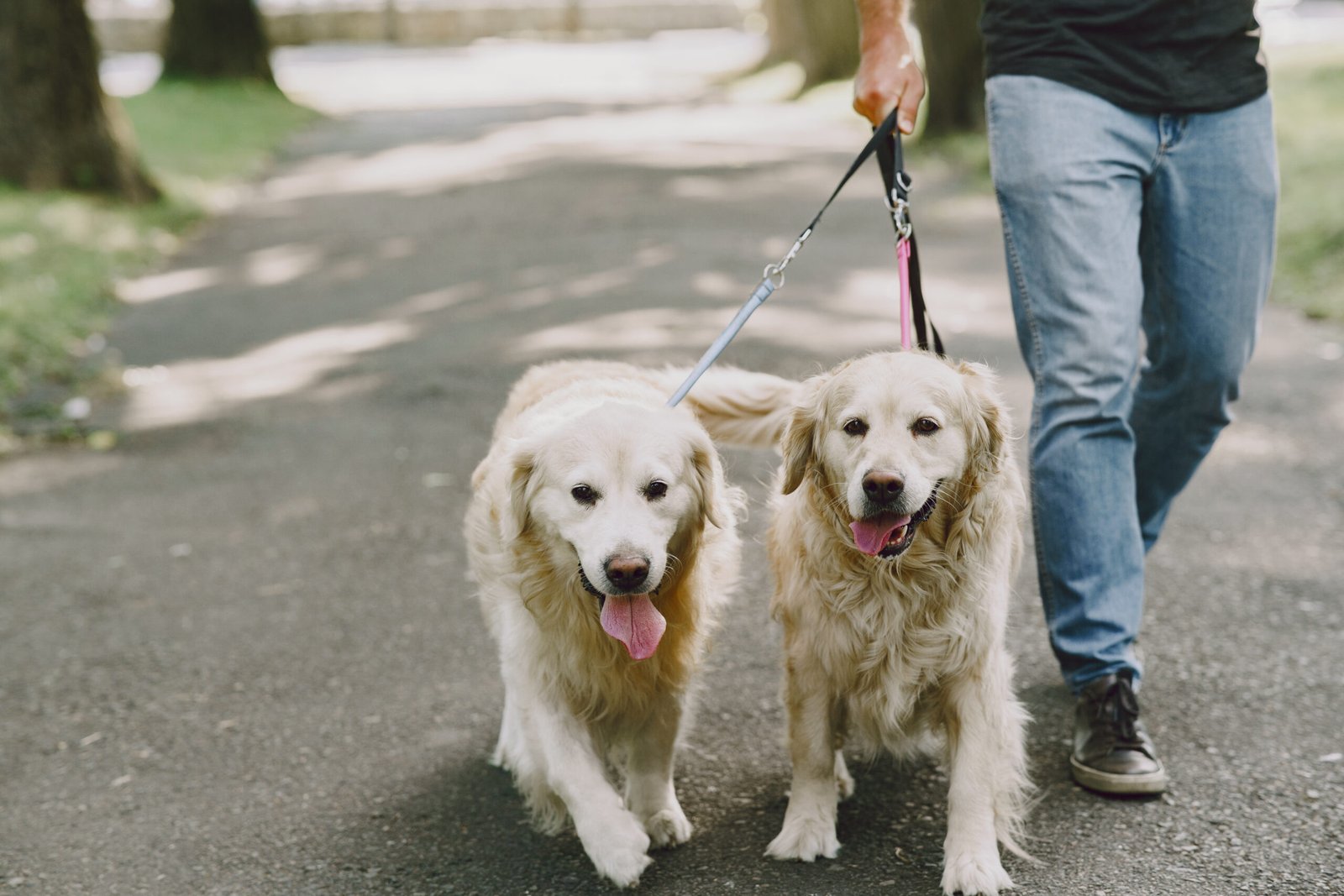 Two golden retrievers on a walk