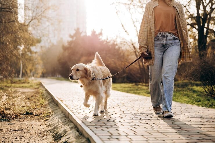 Golden retriever walking at sunset